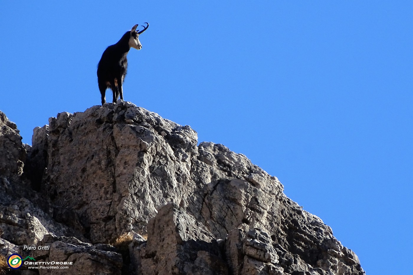 02 Camoscio di vedetta sui contrafforti rocciosi del Monte Arale.JPG